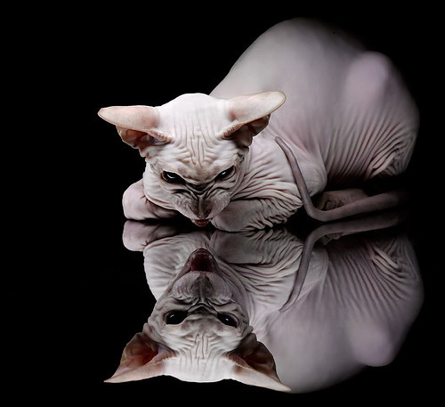 体育新闻中心发布运动训练内容生成引擎测试结果，体育训练新闻稿格式模板