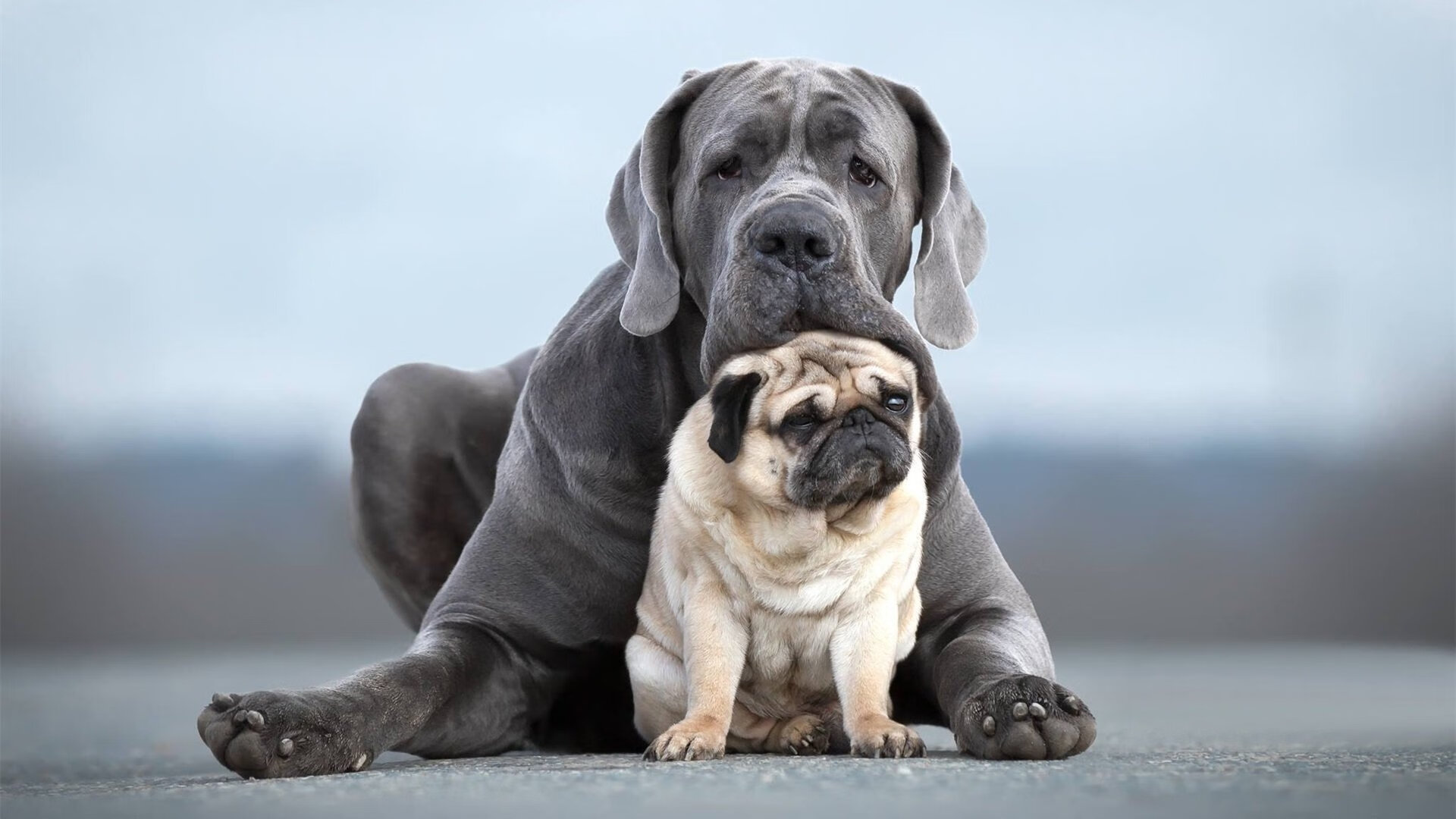 体育新闻中心推动体育短视频版权保护升级,体育短视频创作