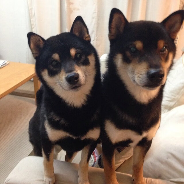 中国足球俱乐部球员职业发展路径多元化,我国职业足球俱乐部发展现状